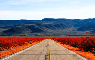 Wallpaper of the road up to the mountain with red flowers in the side