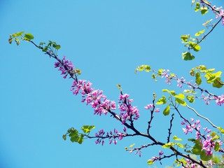 Tree branches with brightly colored flowers in spring in the park garden