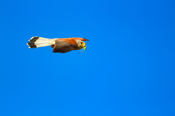 Flying falcon with its hunt. Bird: Lesser Kestrel. Falco naumanni. Blue sky background.