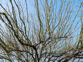 Tree branches without leaves in autumn in the park garden