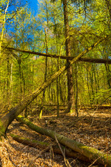 Nadelbäume entwurzelt im Wald