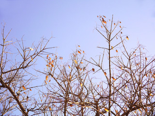 Tree branches without leaves in autumn in the park garden