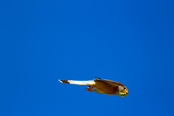 Flying falcon with its hunt. Bird: Lesser Kestrel. Falco naumanni. Blue sky background.