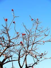 Tree branches without leaves in autumn in the park garden