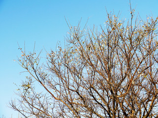 Tree branches without leaves in autumn in the park garden