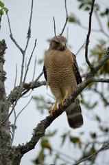 red tailed hawk perched in tree