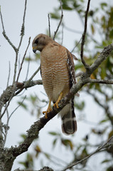red tailed hawk perched in tree