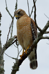 red tailed hawk perched in tree