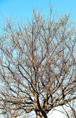 Tree branches without leaves in autumn in the park garden