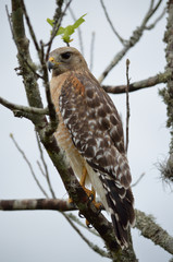 red tailed hawk perched in tree