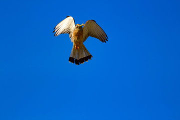 Flying falcon with its hunt. Bird: Lesser Kestrel. Falco naumanni. Blue sky background.