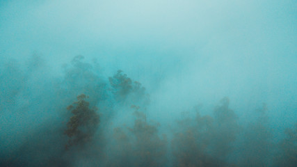 Aerial View of Beautiful Australian Forest on a Foggy Day