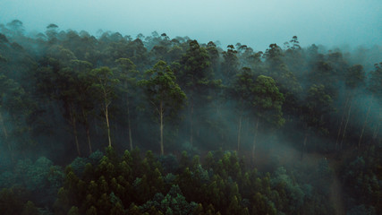 Aerial View of Beautiful Australian Forest on a Foggy Day - 264503860