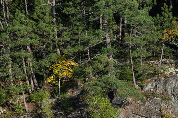 Trees on the cliff