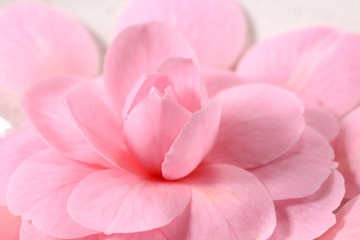 ピンクのツバキ