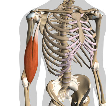 Male Biceps Muscles and Cartilage Isolated in Skeleton on White Background