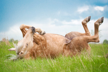 A free palomino horse is resting, lying on its back and waving its legs in the field.