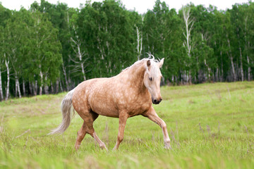 Obraz na płótnie Canvas Free palomino horse runs in the field and forest