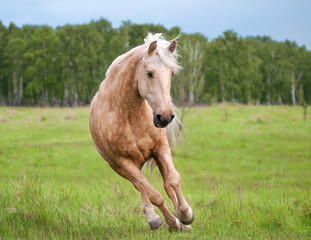 Free palomino horse runs in the field and forest - obrazy, fototapety, plakaty
