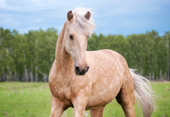 Free palomino horse runs in the field and forest - obrazy, fototapety, plakaty