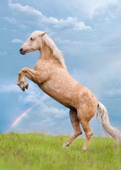the horse is standing on its hind legs and a rainbow