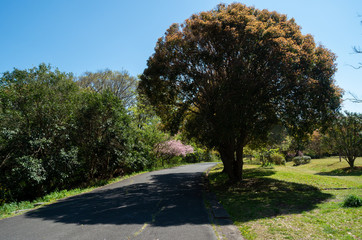 佐鳴湖公園の植物