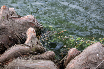driftwood in water