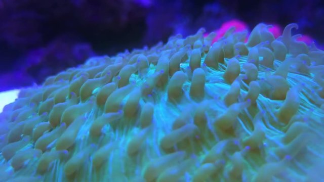 Heliofungia actiniformis beige long tentacle coral