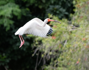 White ibis with a long curved orange bill and black wing tips is in flight by blurred light and dark green trees.