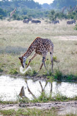 African giraffe drinking water