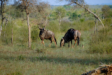 Obraz na płótnie Canvas Two african wildebeest measuring each other