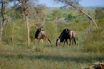 Two african wildebeest measuring each other