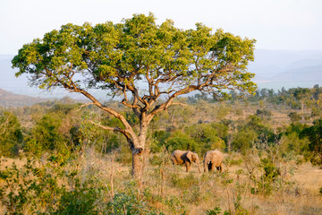 Two african elephants under a baobab tree