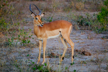 Naklejka na ściany i meble Male african impala with mouth open in the wild
