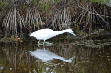 immature little blue heron