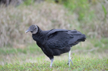 black vulture walking