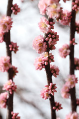 pink cherry blossom