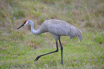 Sandhill crane in Florida