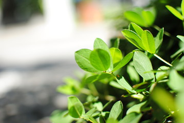 Fototapeta na wymiar folhas de plantas verdes