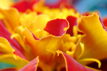 Fototapeta na wymiar marigold flower closeup