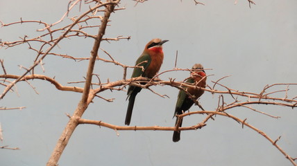 cardinal on a branch