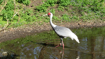 grey crowned crane