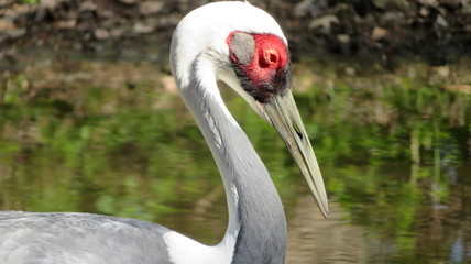 Fototapeta premium close up of crane