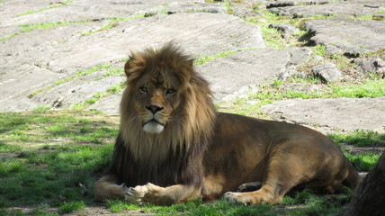 portrait of a lion
