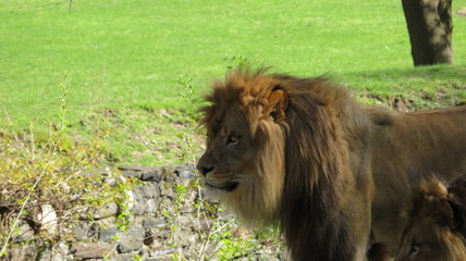 male lion