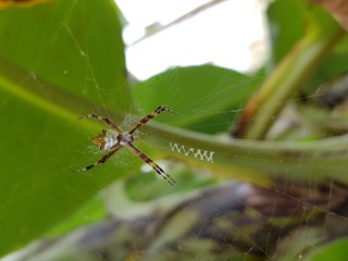 ARAÑA EN LA NATURALEZA
