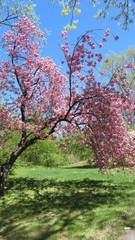 Fototapeta na wymiar cherry blossom tree in bloom