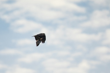 Red-tailed hawk against clouds , seen in the wild in North California