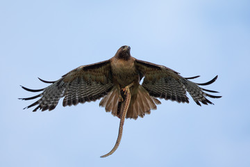 Very close view of a red-tailed hawk with a garter snake in its talons, seen in the wild in North California