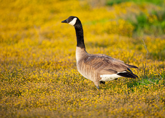 Close view of a Canada goose against yellow flowers, seen in a North California marsh